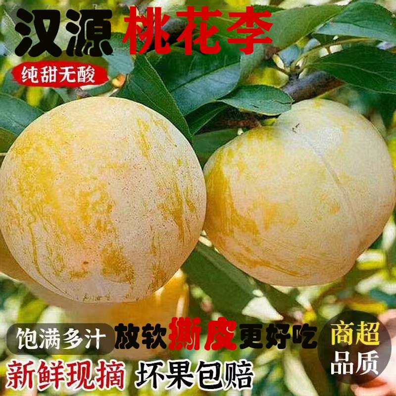 M【顺丰包邮】四川正宗纯甜冰糖李桃花李新鲜水果5斤装蜂糖黄金奈李