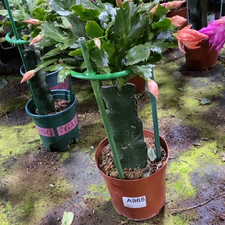 大部分花苞少量开放965嫁接2220