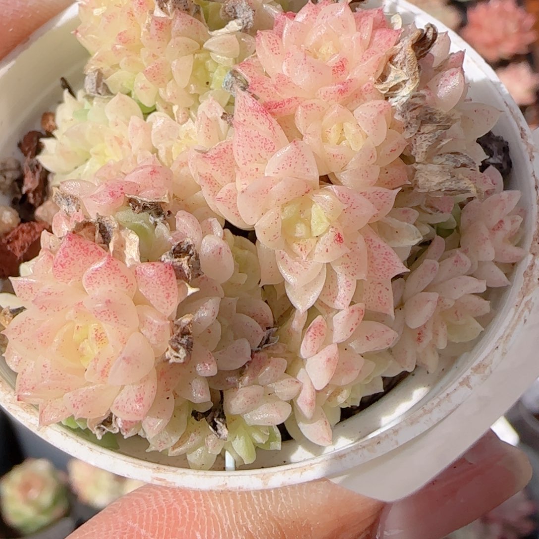 花语多肉1211-291散