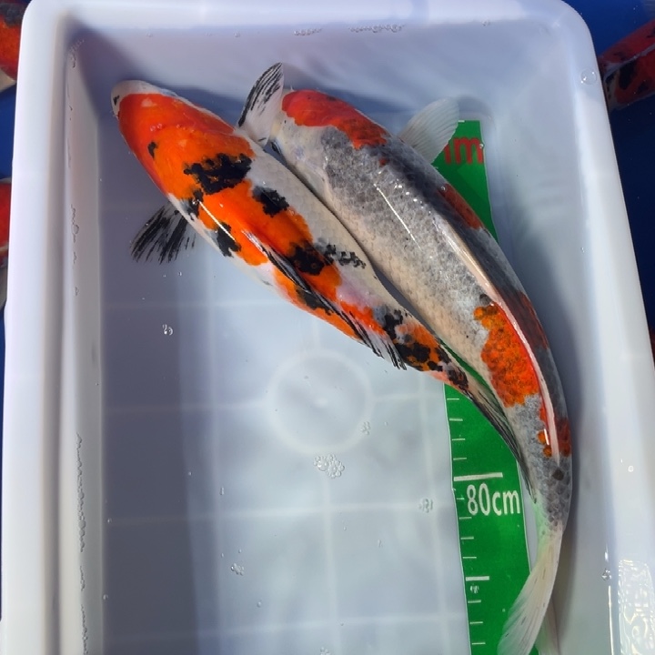 啊***龙锦鲤锦鲤红白三色五色