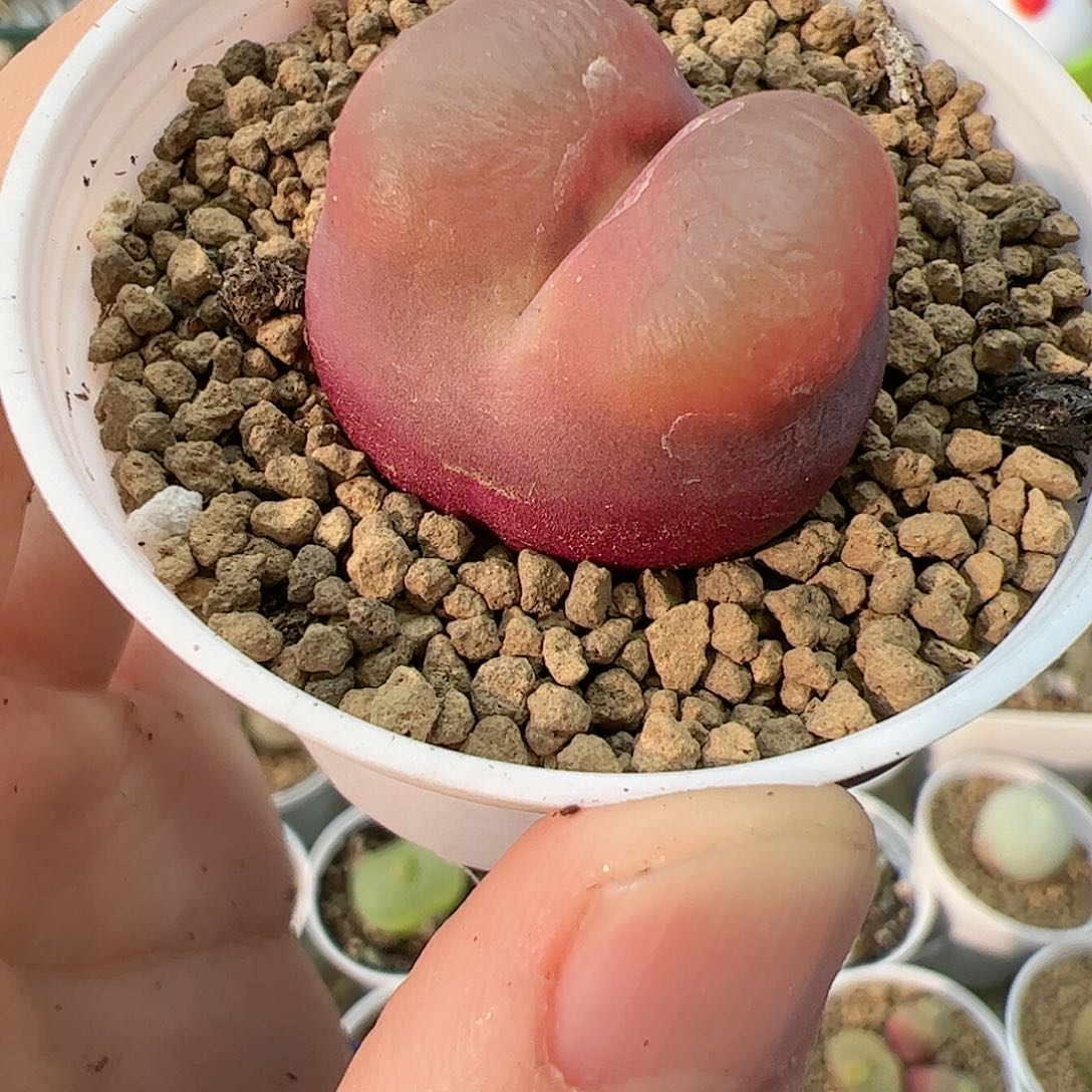 【闪购商品】172 带盆