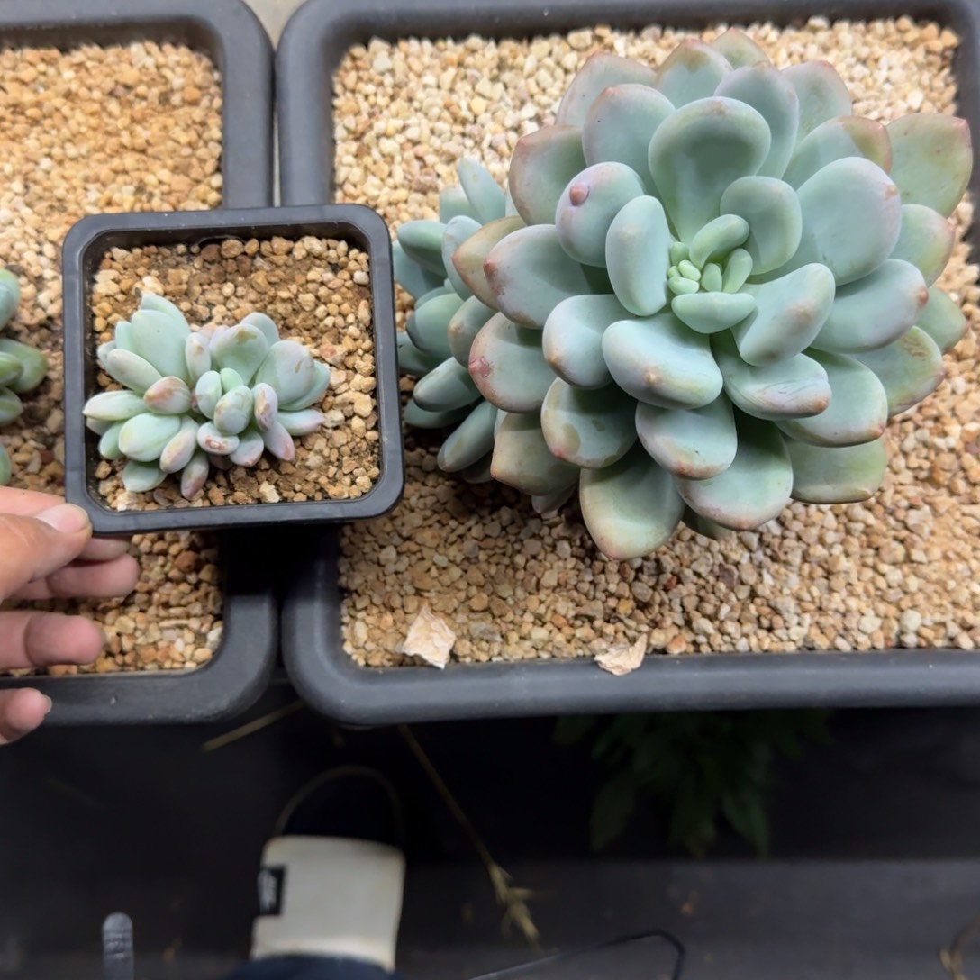 X系列美人新品 一物一拍