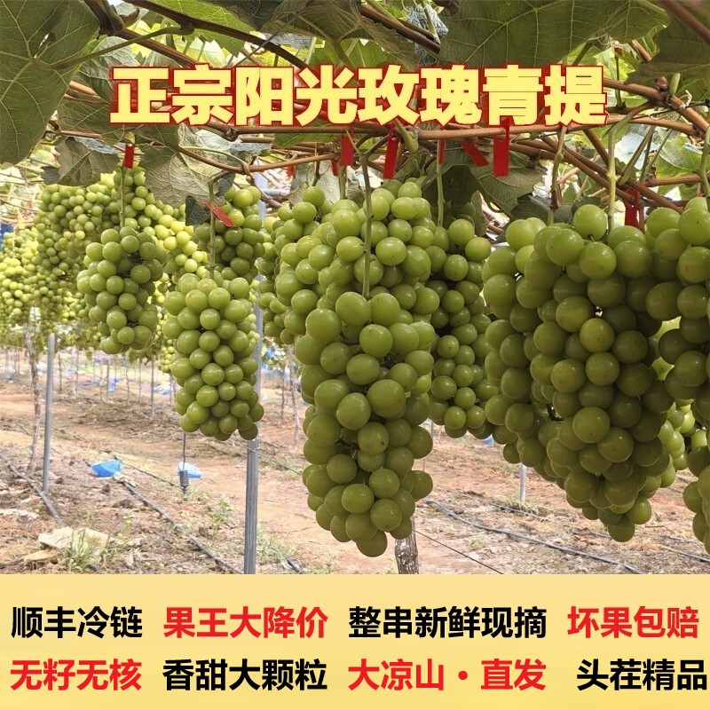 【纯甜·果王-8斤装】高原阳光玫瑰脆甜爆汁无籽晴王葡萄买4斤送4斤