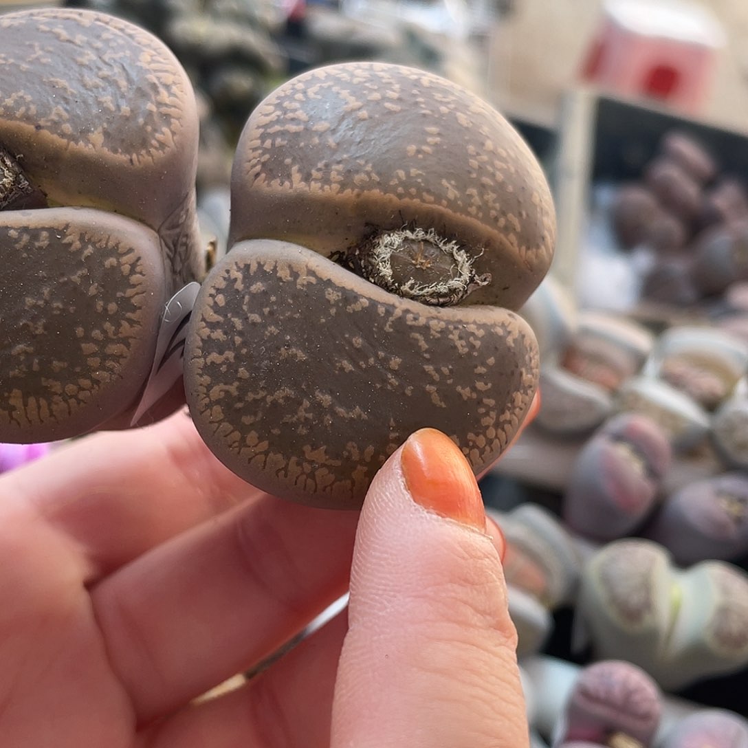 生石花一颗4440000