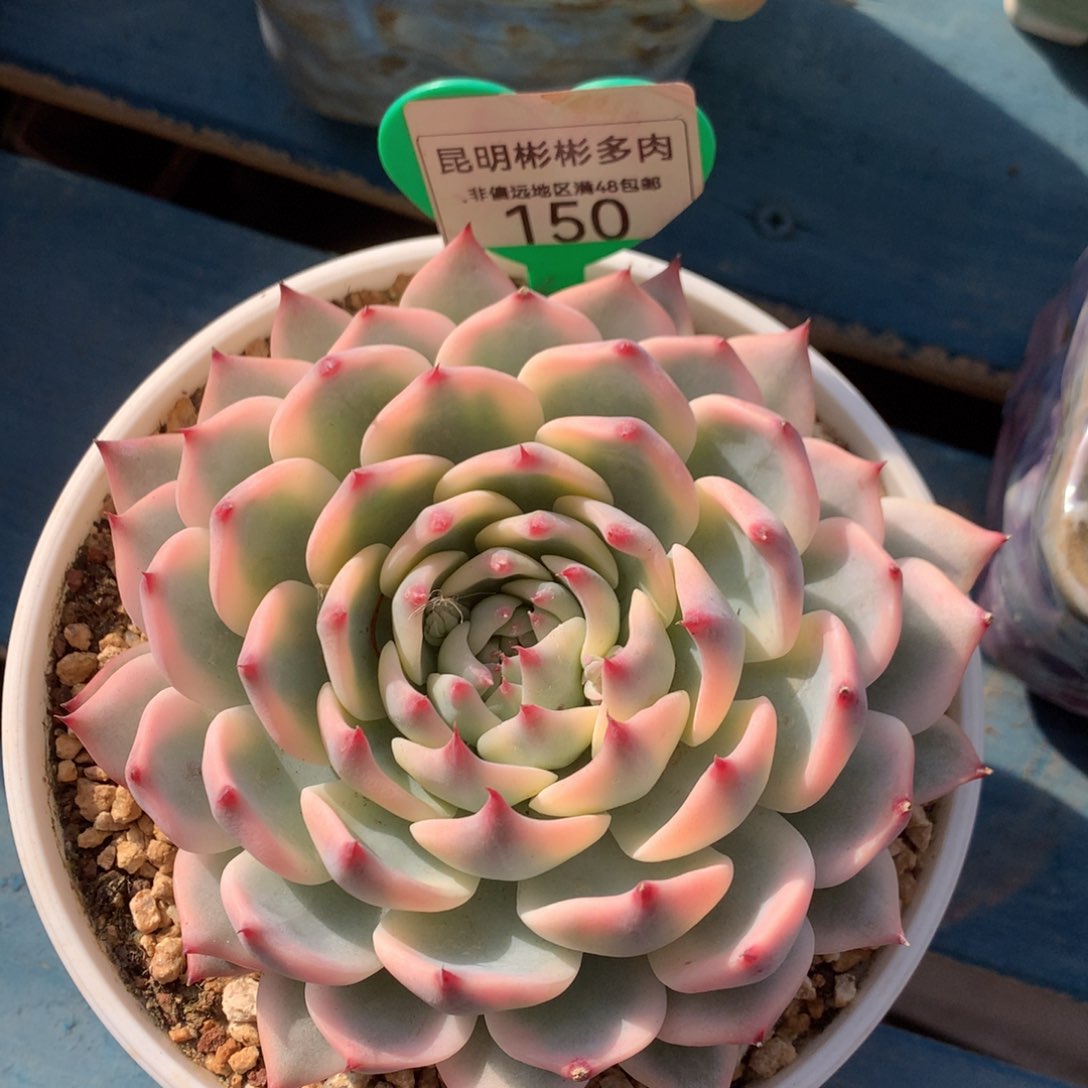 吉娃娃锦单头150