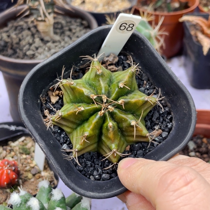 非偏远地区满25包邮仙人球