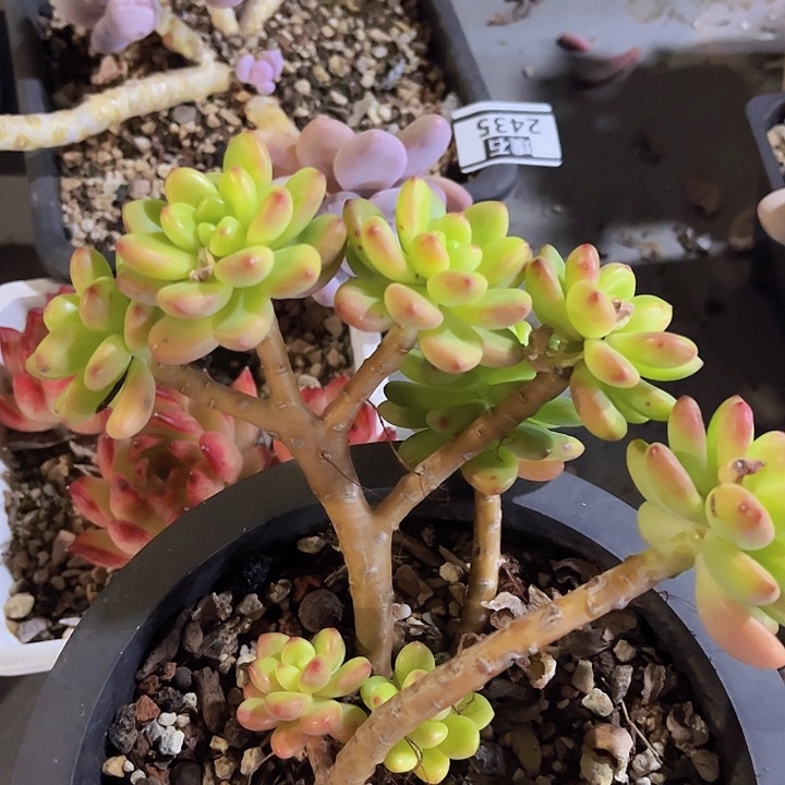 香格里拉朵朵缀2436