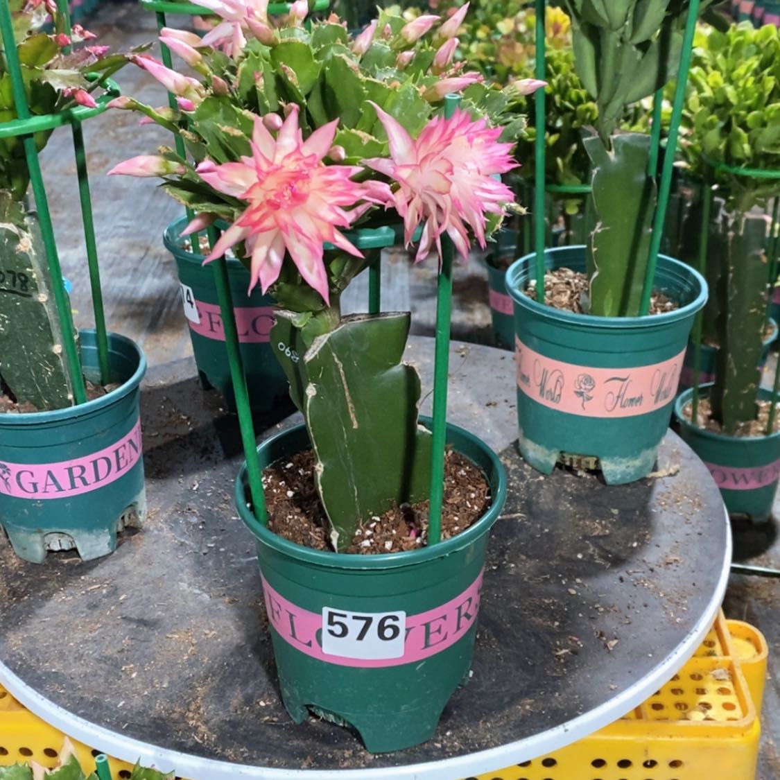 【闪购商品】完全开放蕾576嫁接068