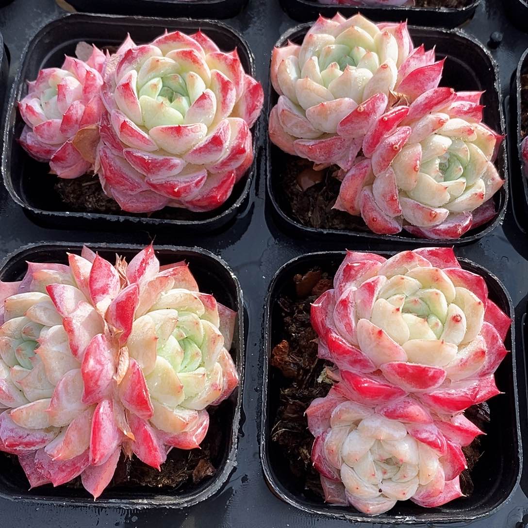 162。玫瑰糖。双头。