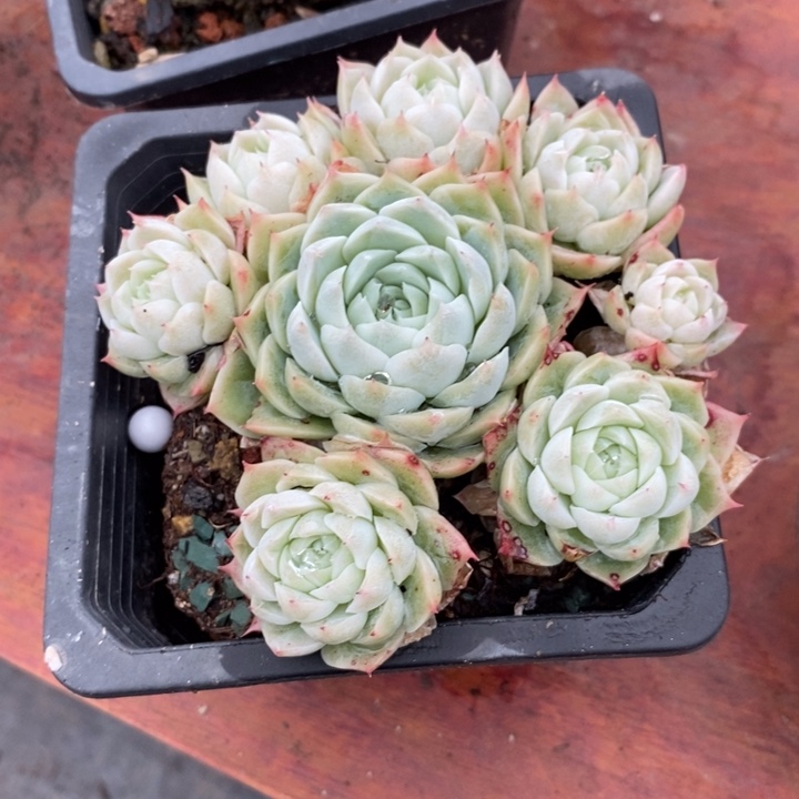 白月影老桩无砍群生