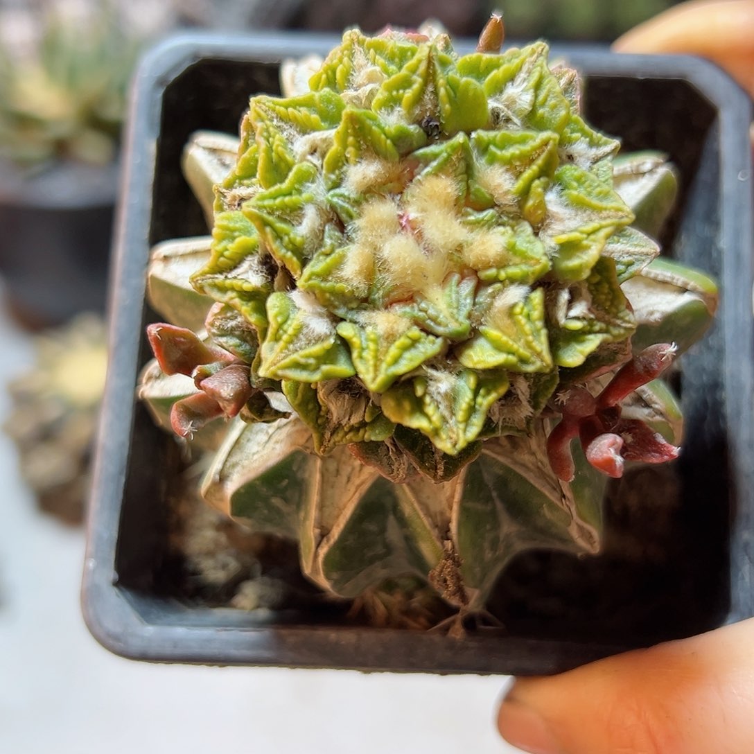 晚7号黑牡丹黄体锦草球4.5公分