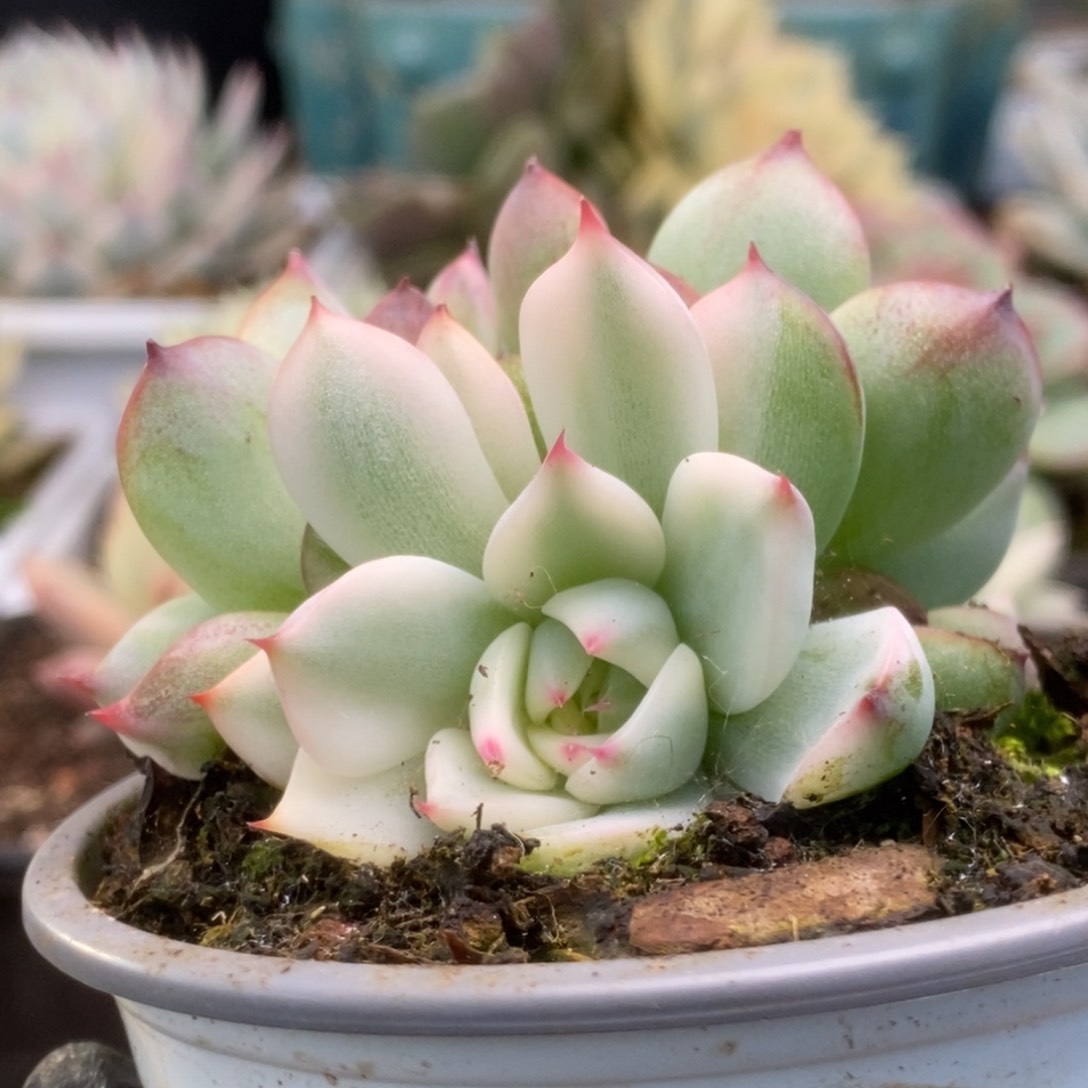 424锦锦锦锦锦锦锦