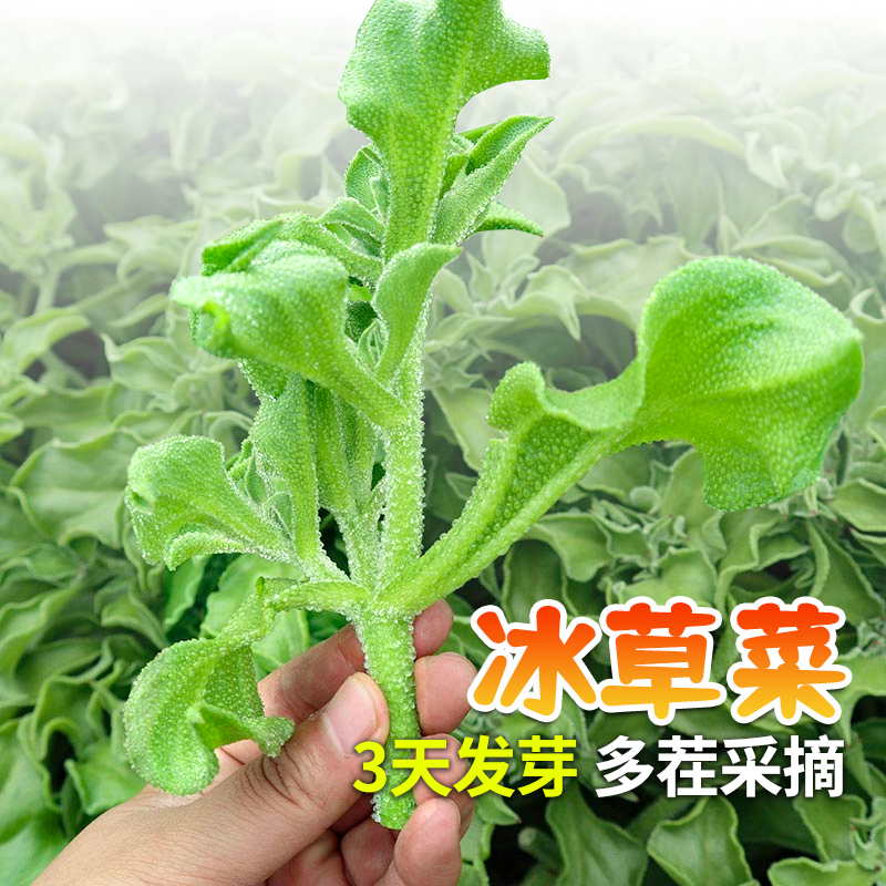 非洲冰草水晶冰菜种子种籽苗秧蔬菜南方种四季菜苗籽种盆栽孑菜籽