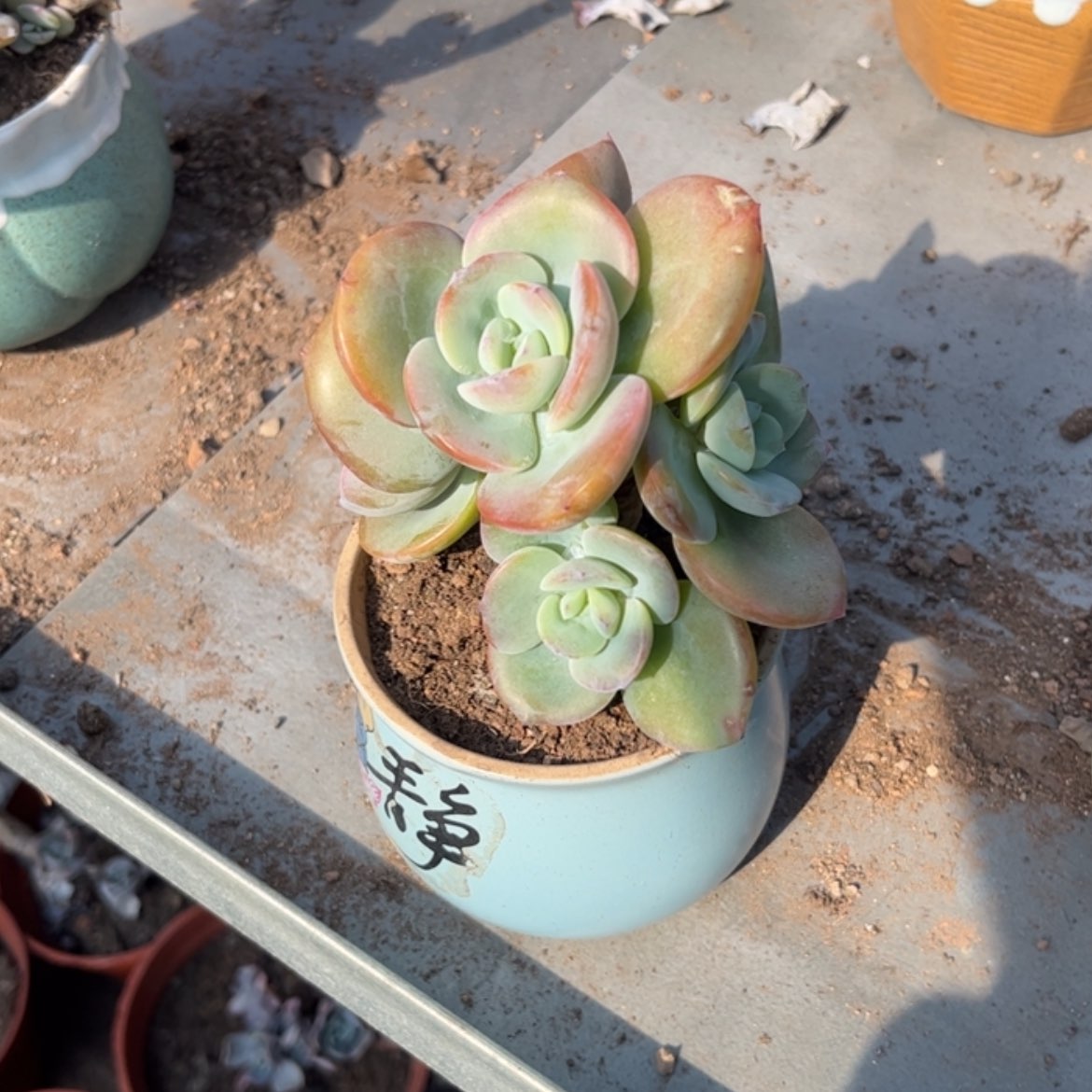 【闪购商品】无花朵雅*