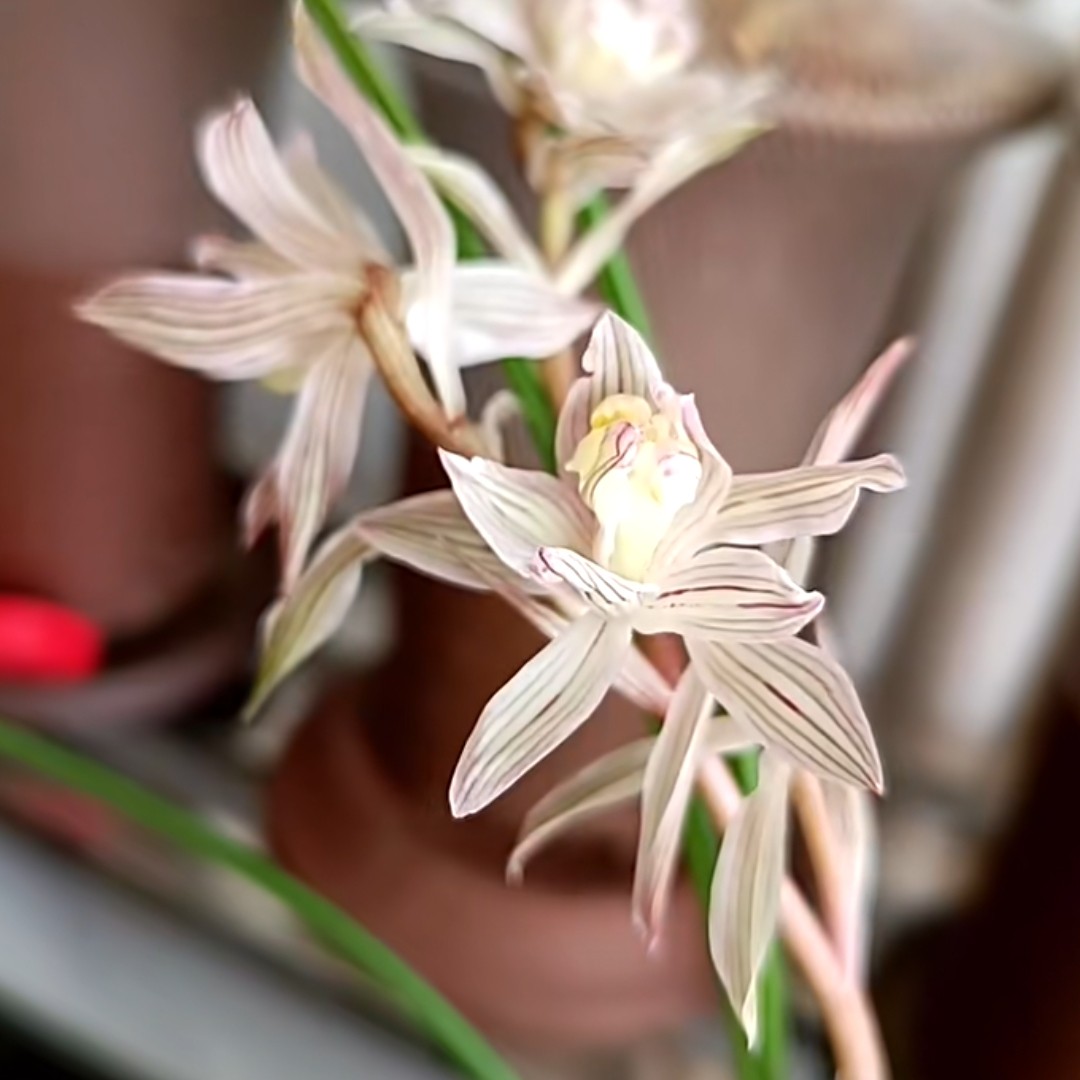 莲瓣兰金沙树菊，容易养护，