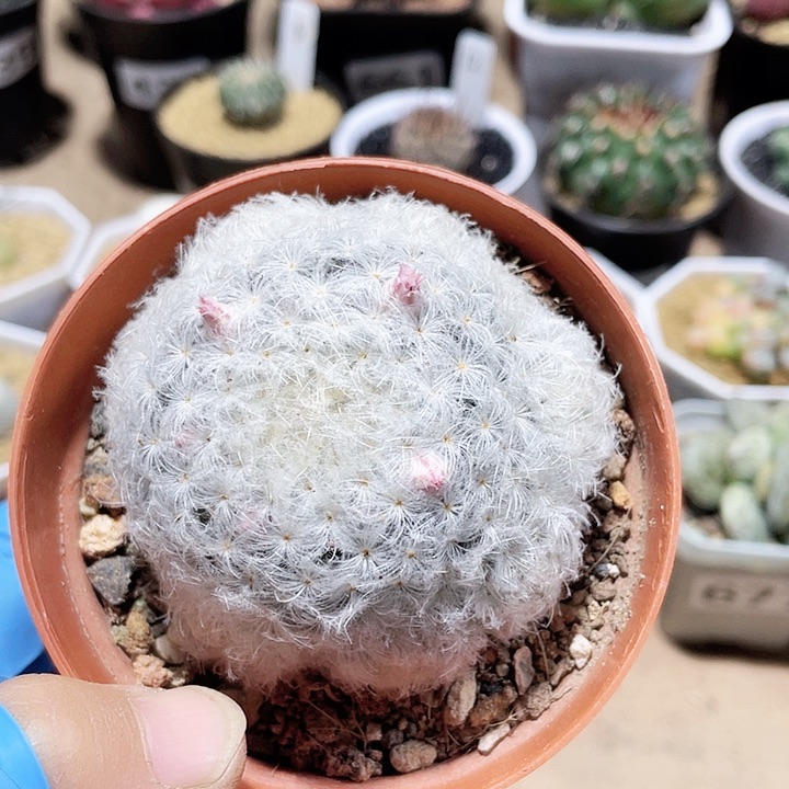 566实生白星仙人球