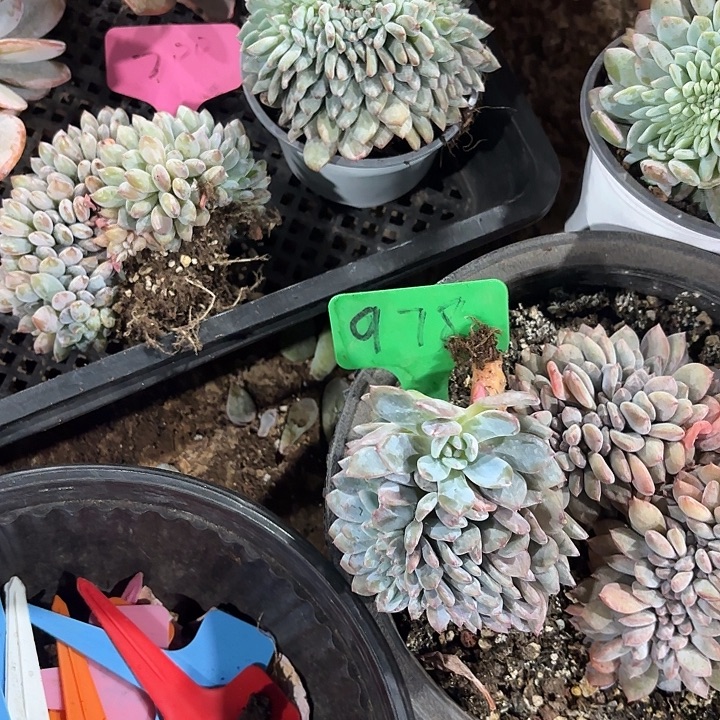 星颖缀化多头群山978