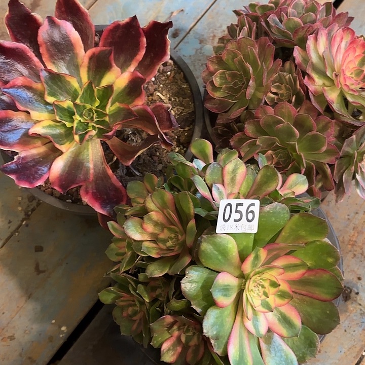 056魅影掌心多肉法师锦