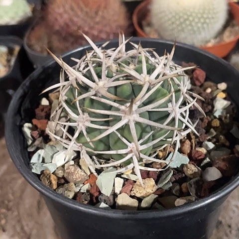 实生碧岩玉带盆土