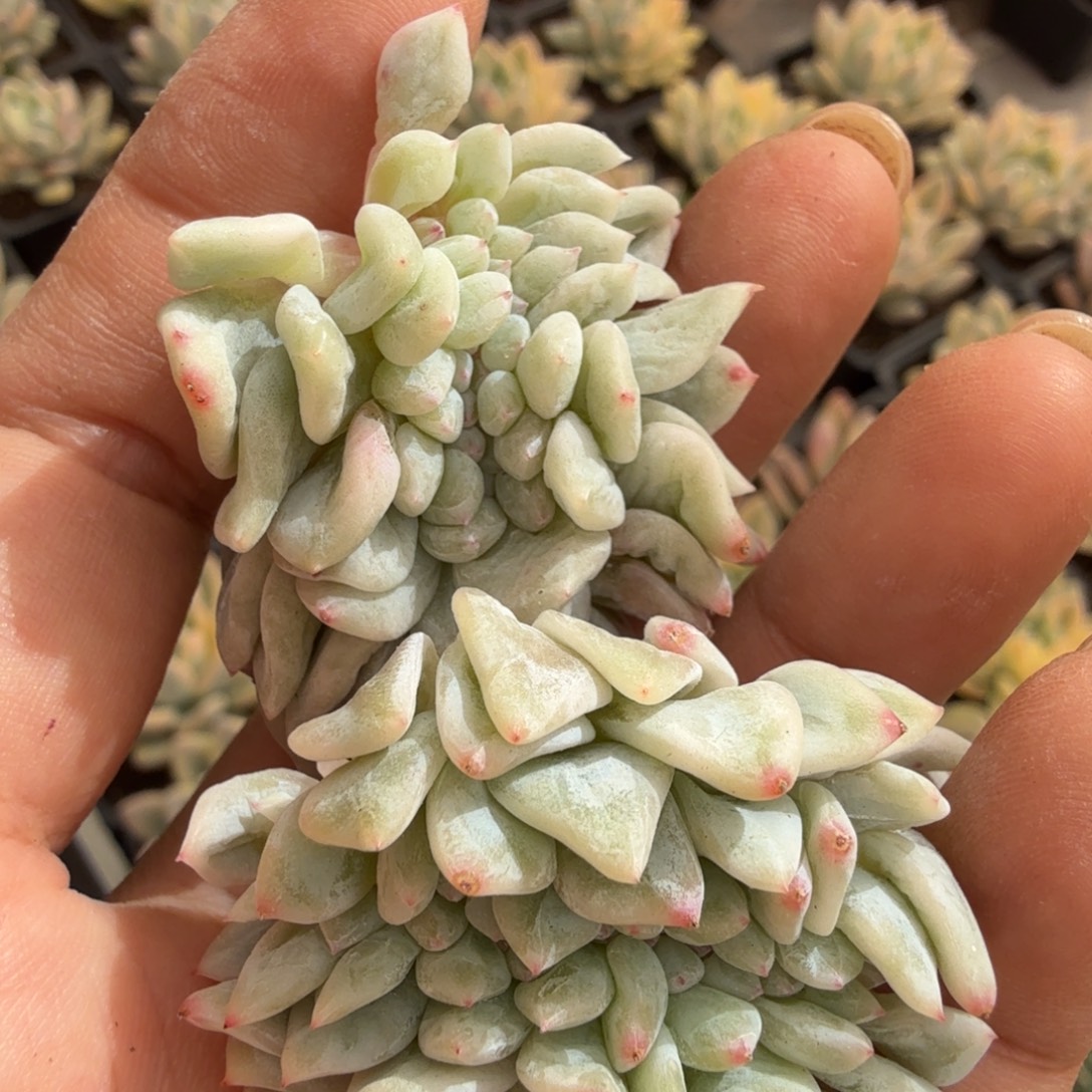 程梦露锦腹轮锦缀化无根一个