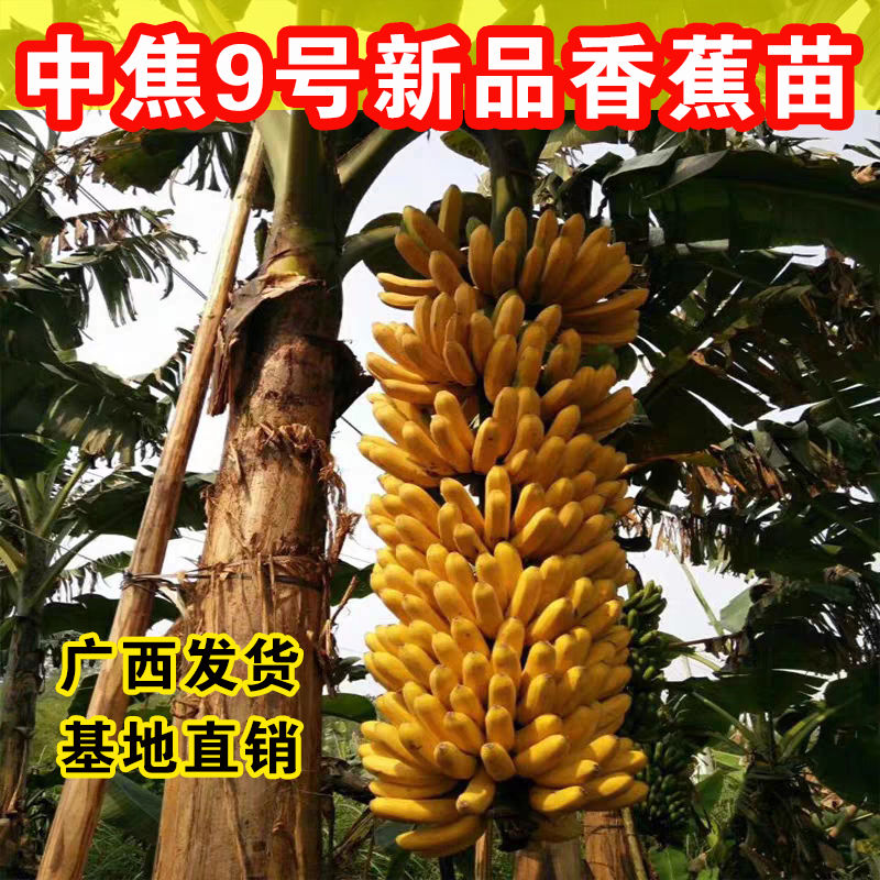正宗中蕉9号香蕉苗苹果蕉苗红香蕉苗小米蕉苗皇帝蕉苗南方果树苗
