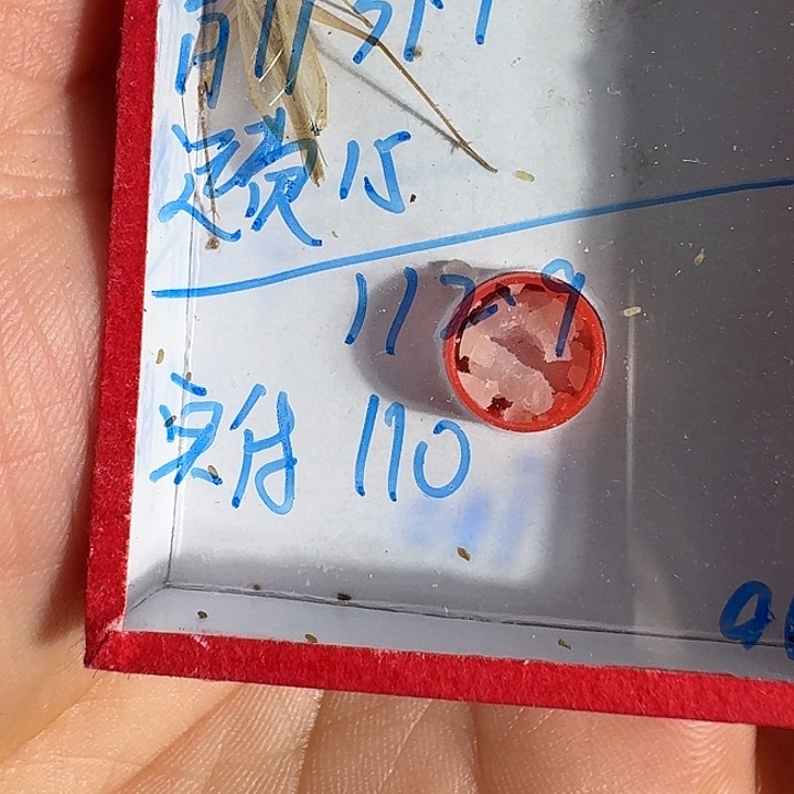 建***起蟋蟀11111111111111111