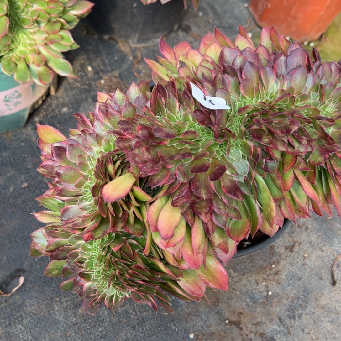 小***皮53黑魔锦缀多肉系