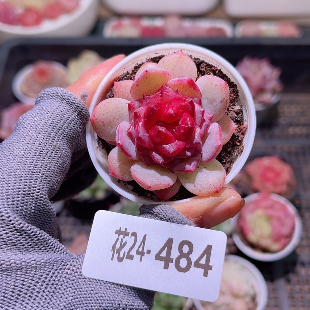 花24-484新品单头