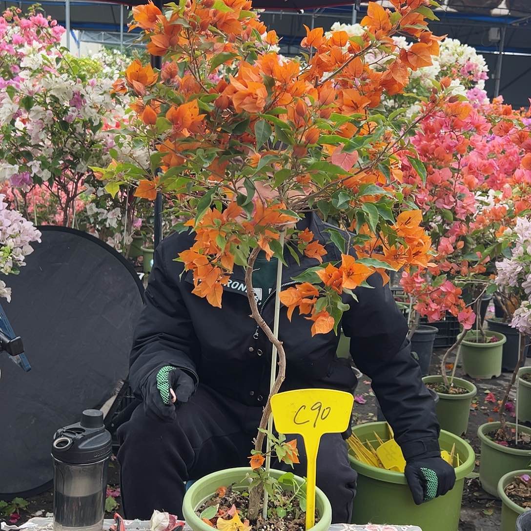 ****姐大部分花苞少量开放C90橙桑巴