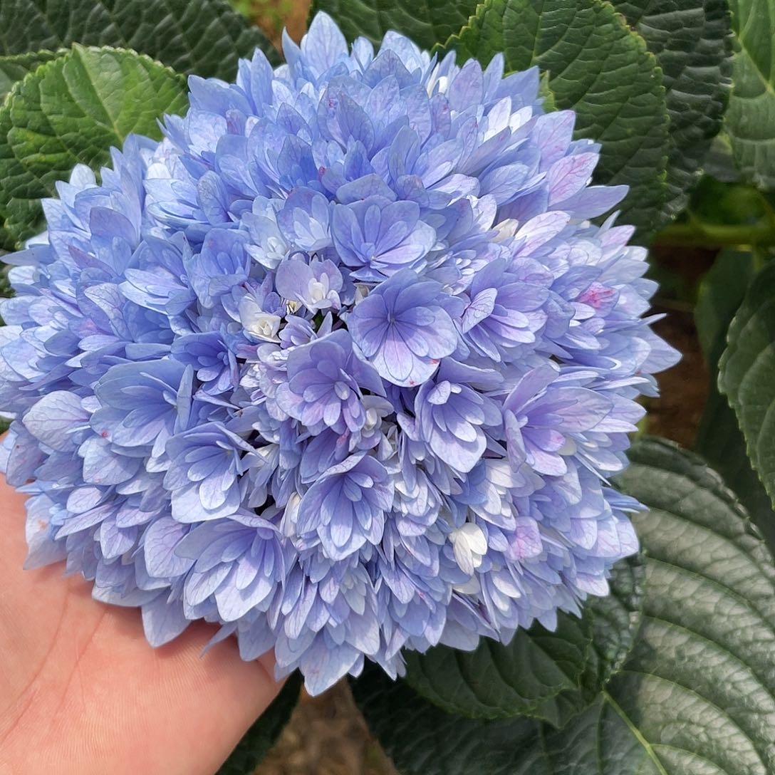 绣球切花一物一拍3枝起包邮，50