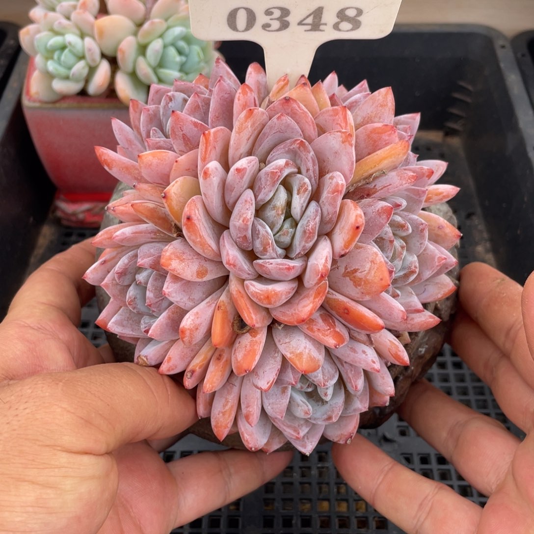 0348橙子不带盆13厘米