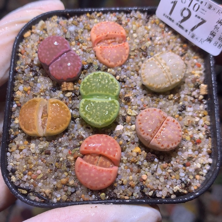 精品生石花310.197