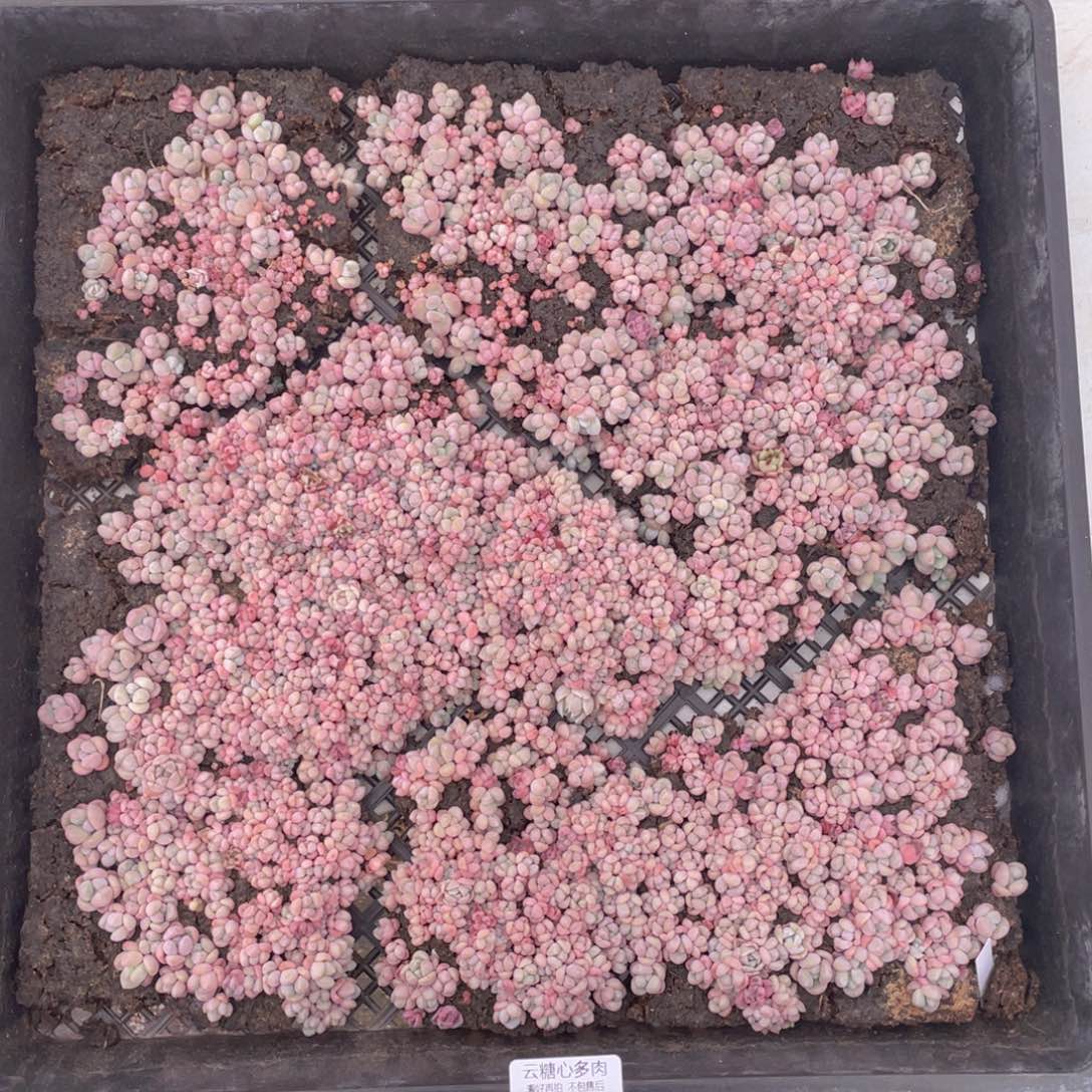 云糖心多肉植物193