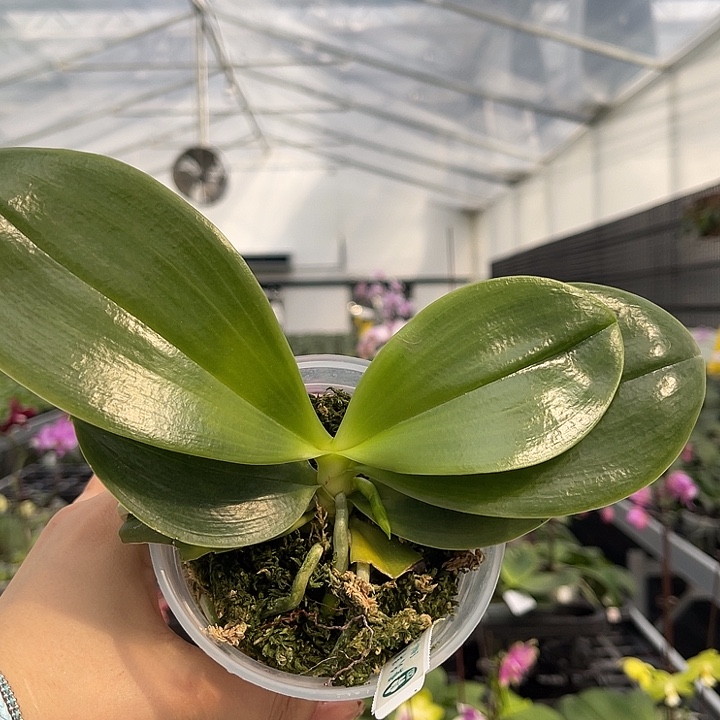 当前无花栽培后可以开花