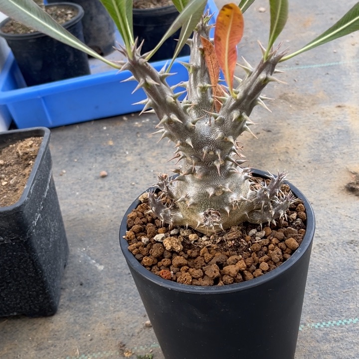 大**虹惠比11111111111