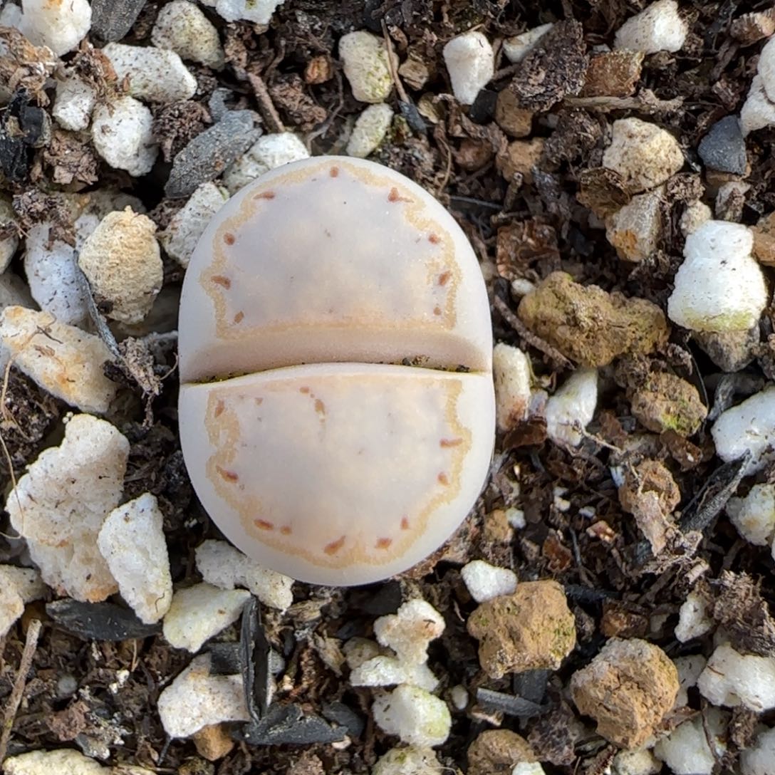 12.7.c215饼干.9023