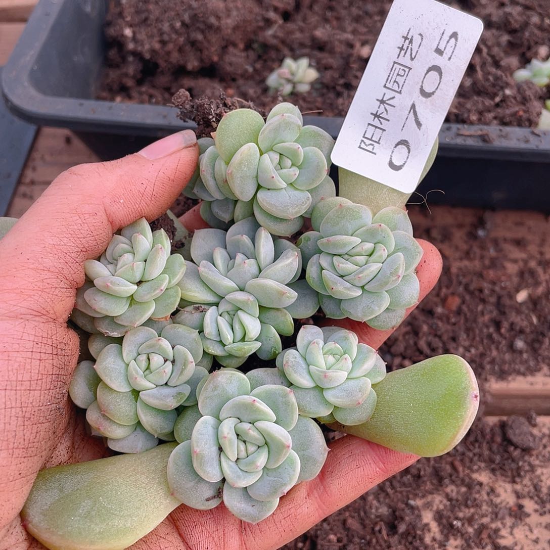 多肉植物多肉植物705