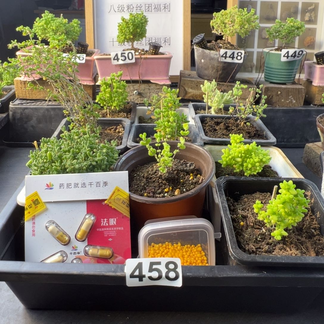 枝干番杏多肉植物458乐