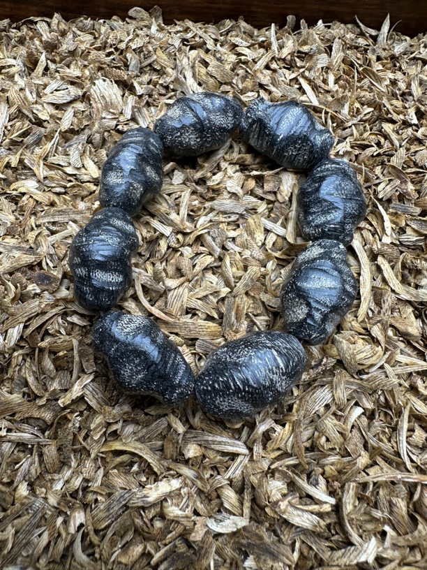 沉香木【金茂文玩】 321沉香木作文创精品