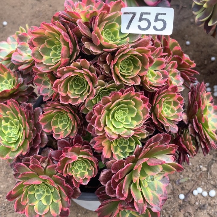 755多肉植物朝霞