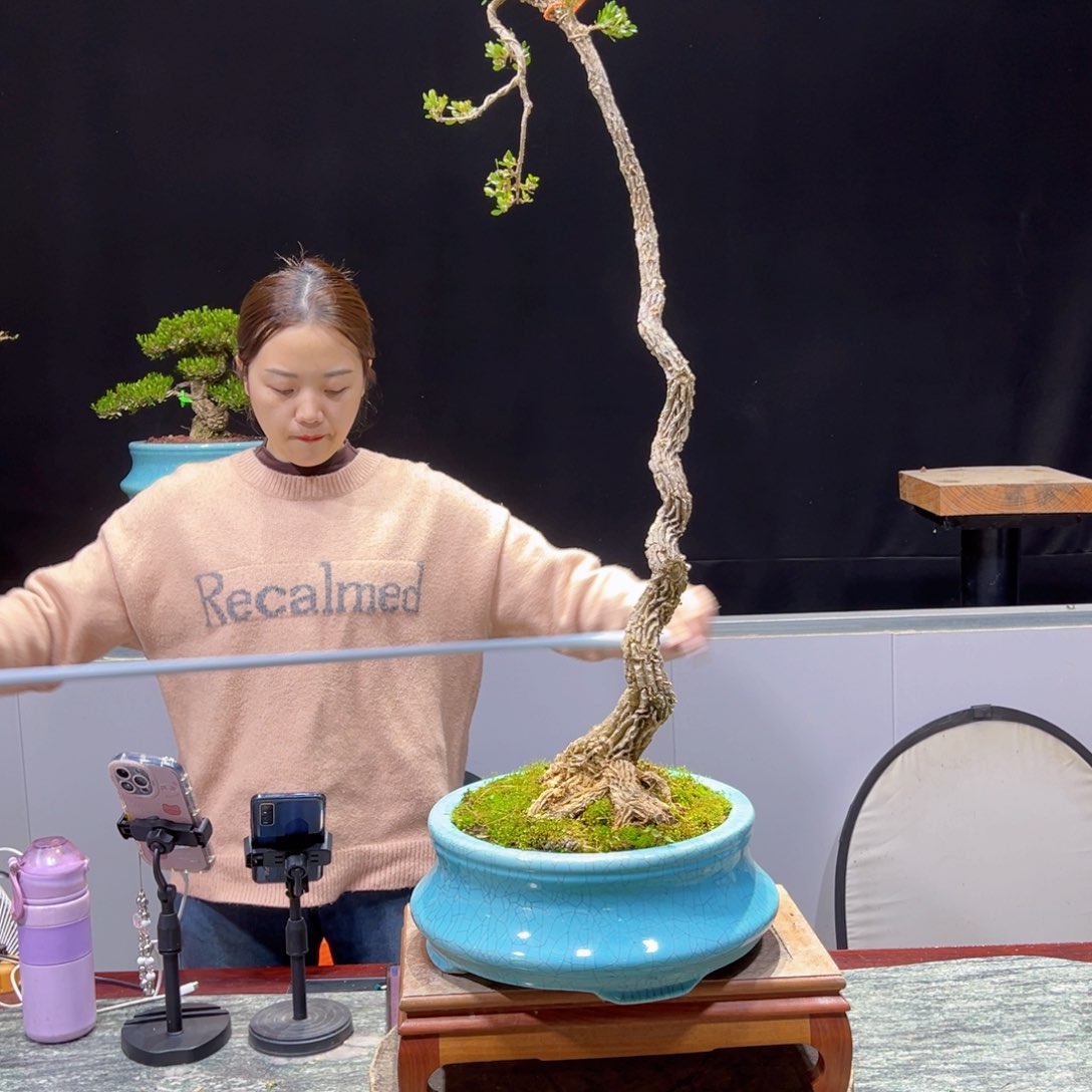 黄杨盆景老桩四季长青