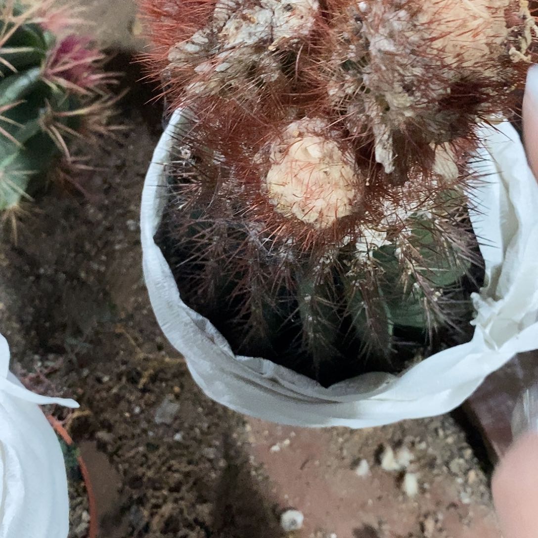 梦***️3云顶黄金云仙人球