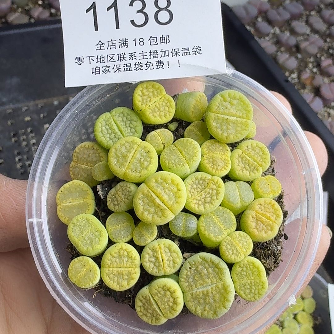 1138 哈哈哈哈哈哈哈哈哈