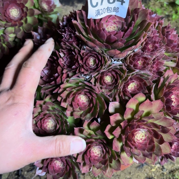 繁**锦瑞妈多肉植物764