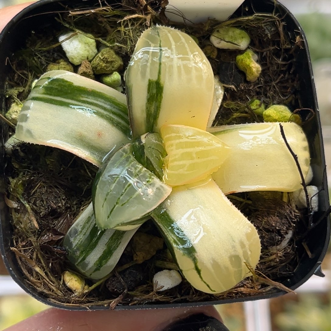 27咖啡寿锦福利专场