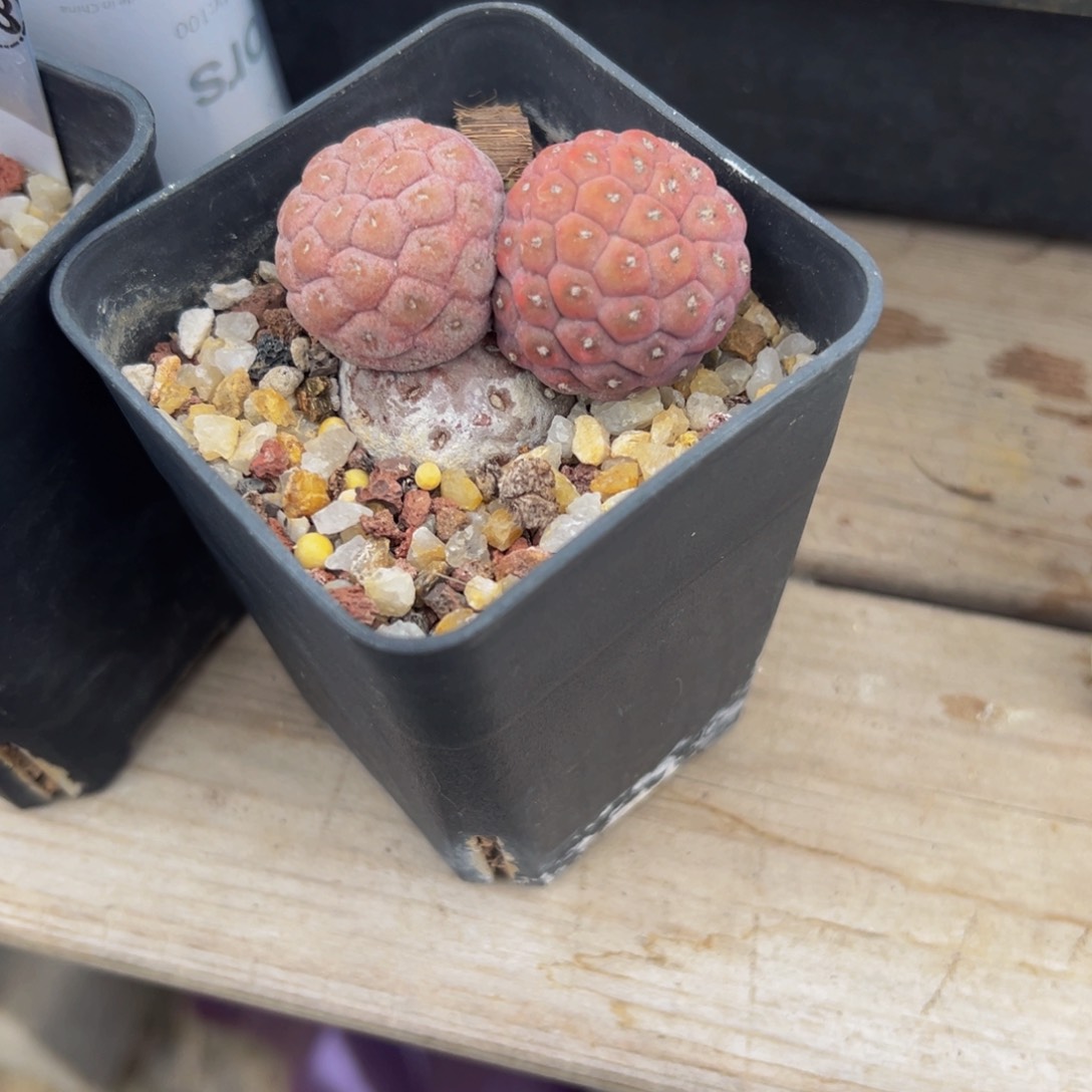 习志野多肉植物带盆土