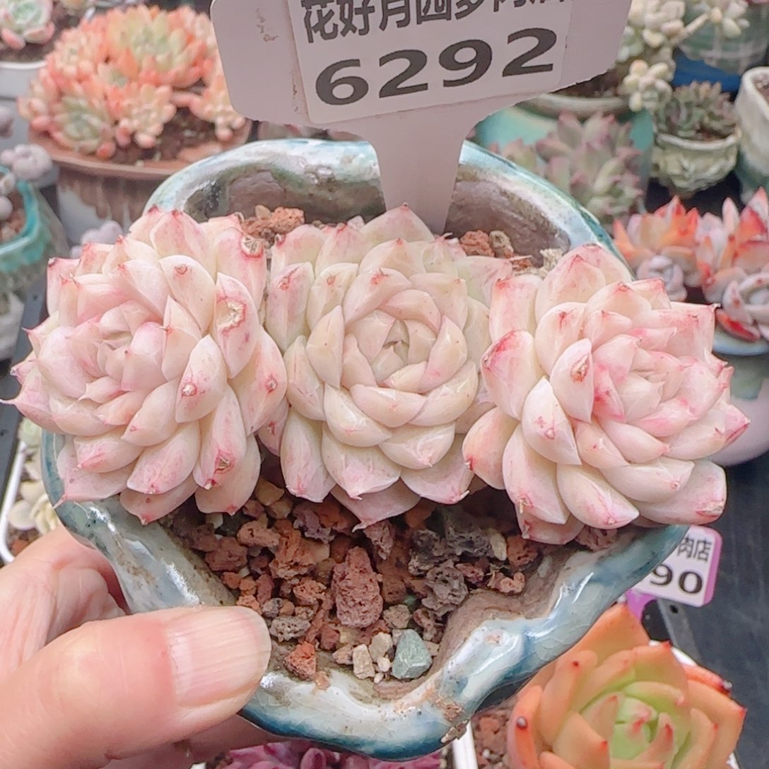 多肉植物6292不带盆
