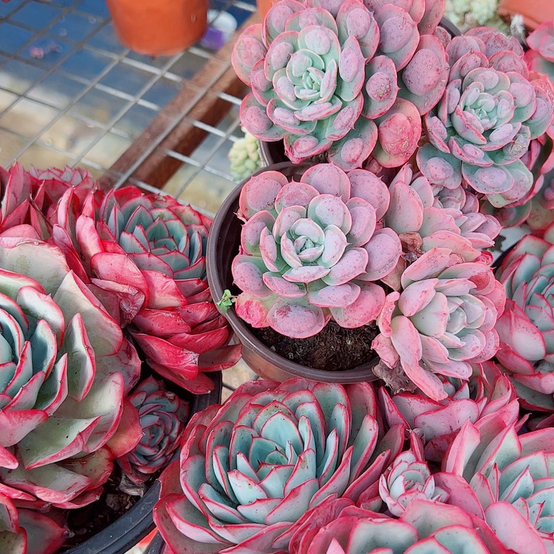 雨滴双头起发精品特价二盆