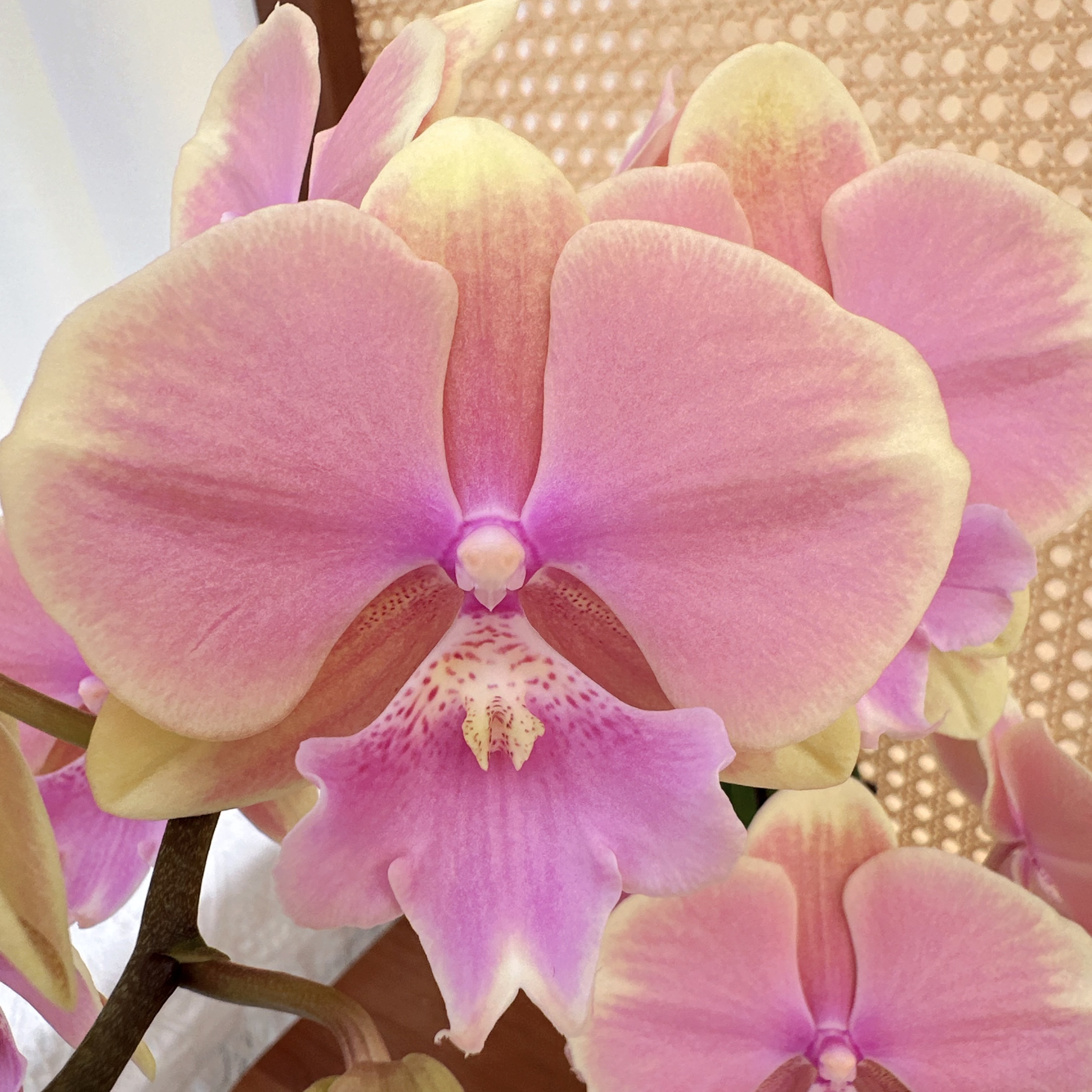 蝴蝶兰《芳美传奇》颜色高级 花色娇艳耐养室内花 源头基地直发
