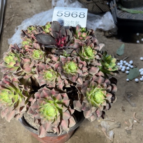 韶华多肉多肉5968